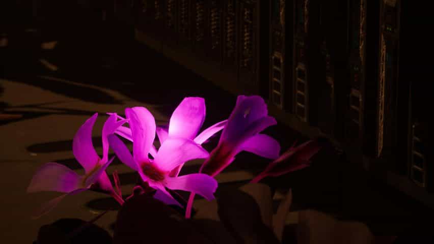 Una flor rosa iluminada del proyecto Data Flowers