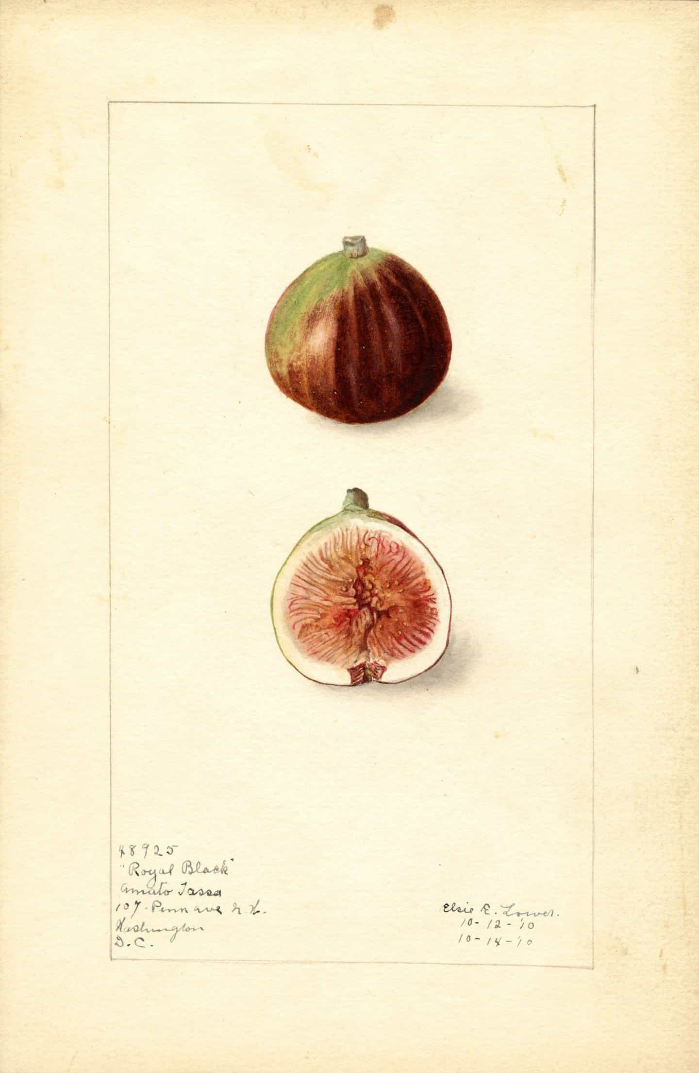 Hablamos con Atelier Éditions sobre su nuevo Catálogo Ilustrado de Frutas y Frutos Secos Americanos