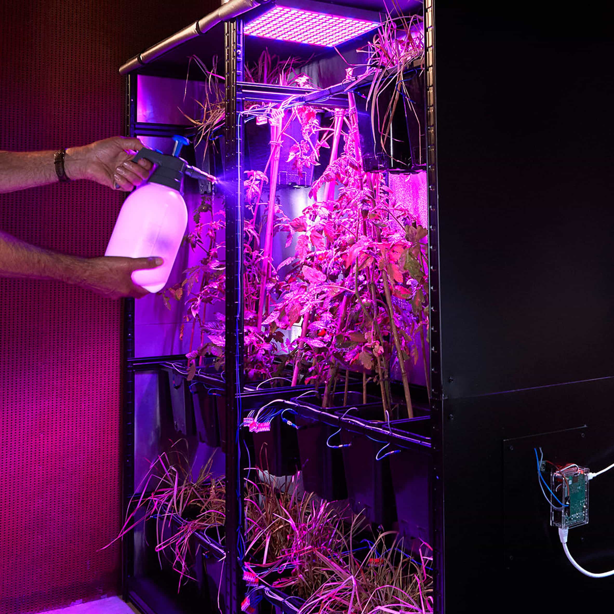 Ilja Schamle alimenta el servidor con plantas de tomate en un ecosistema autosostenible