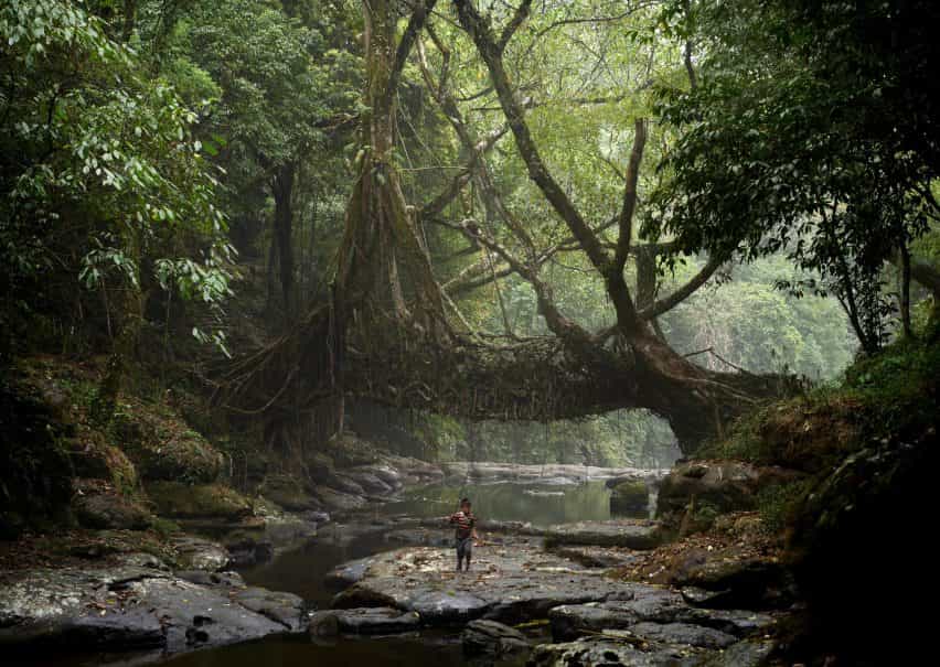 Una fotografía de un niño caminando por un bosque como parte de la investigación de Julia Watson sobre tecnologías arquitectónicas indígenas