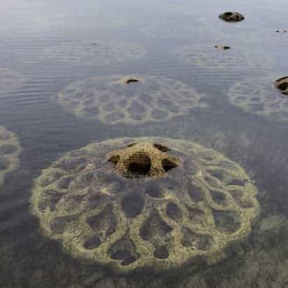 Reef Design Lab fabrica unidades de mitigación de la erosión a partir de conchas de ostras recicladas