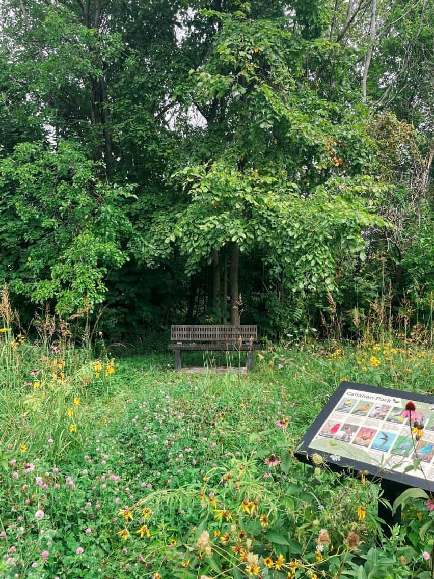 Jardín en una propiedad abandonada en Detroit