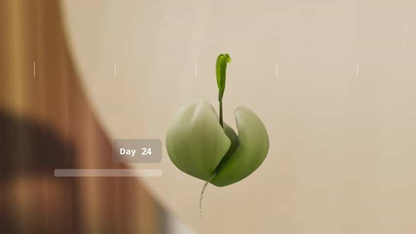 Visualización de una germinación de semillas con texto que dice 'día 24'