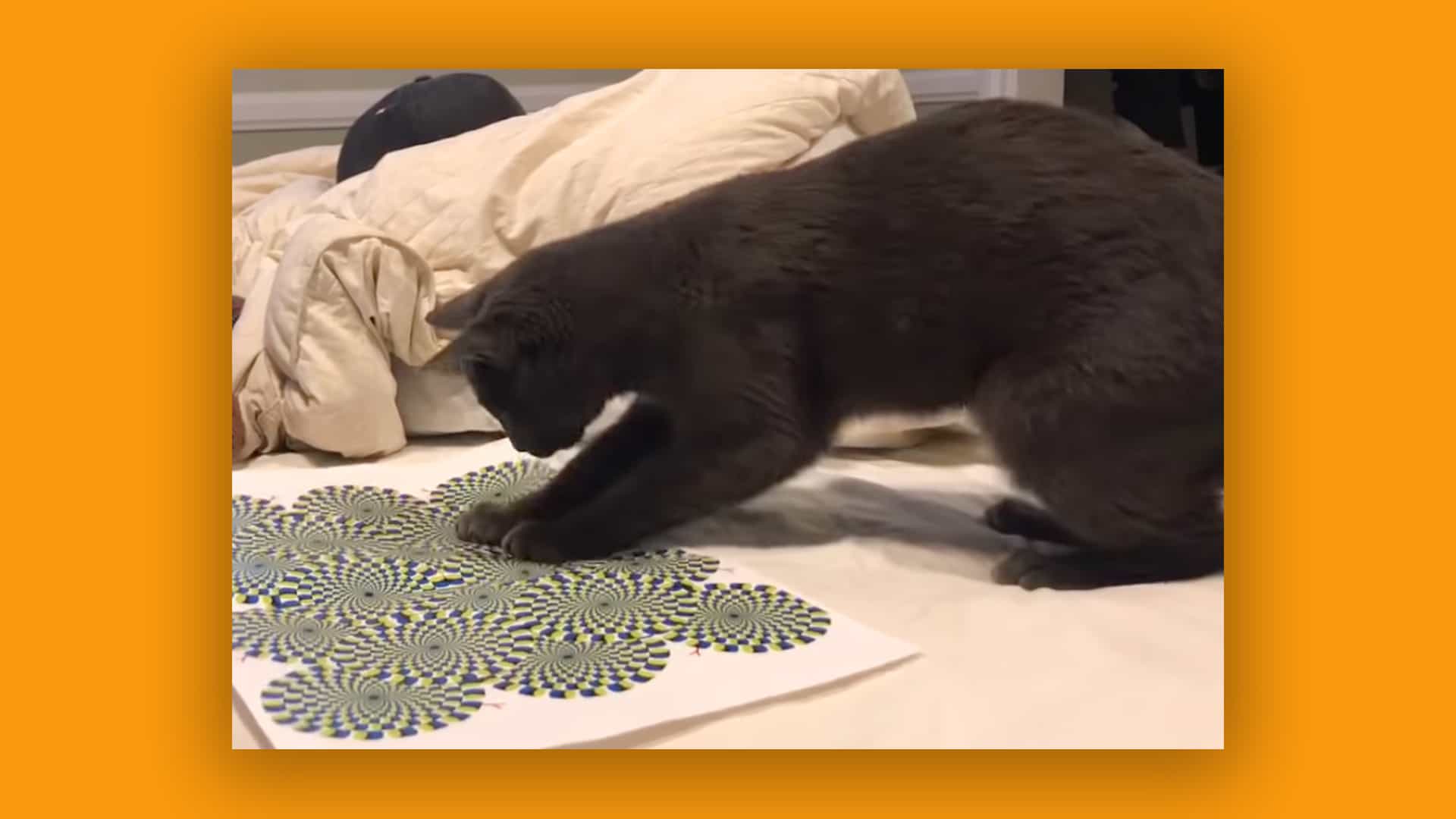 De todos modos, aquí hay un video de un gato reaccionando a una ilusión óptica.