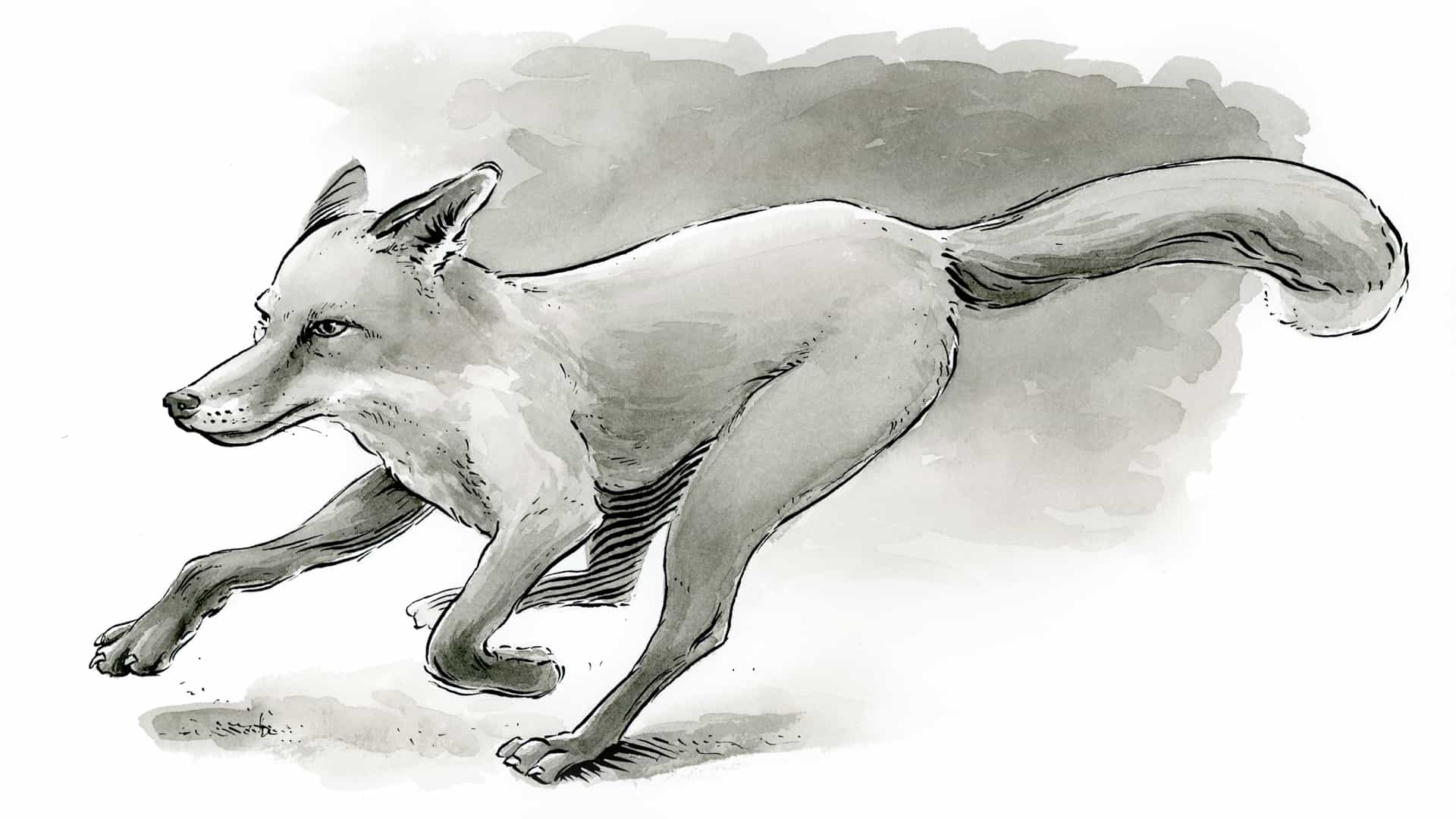Cómo dibujar un zorro con tinta india