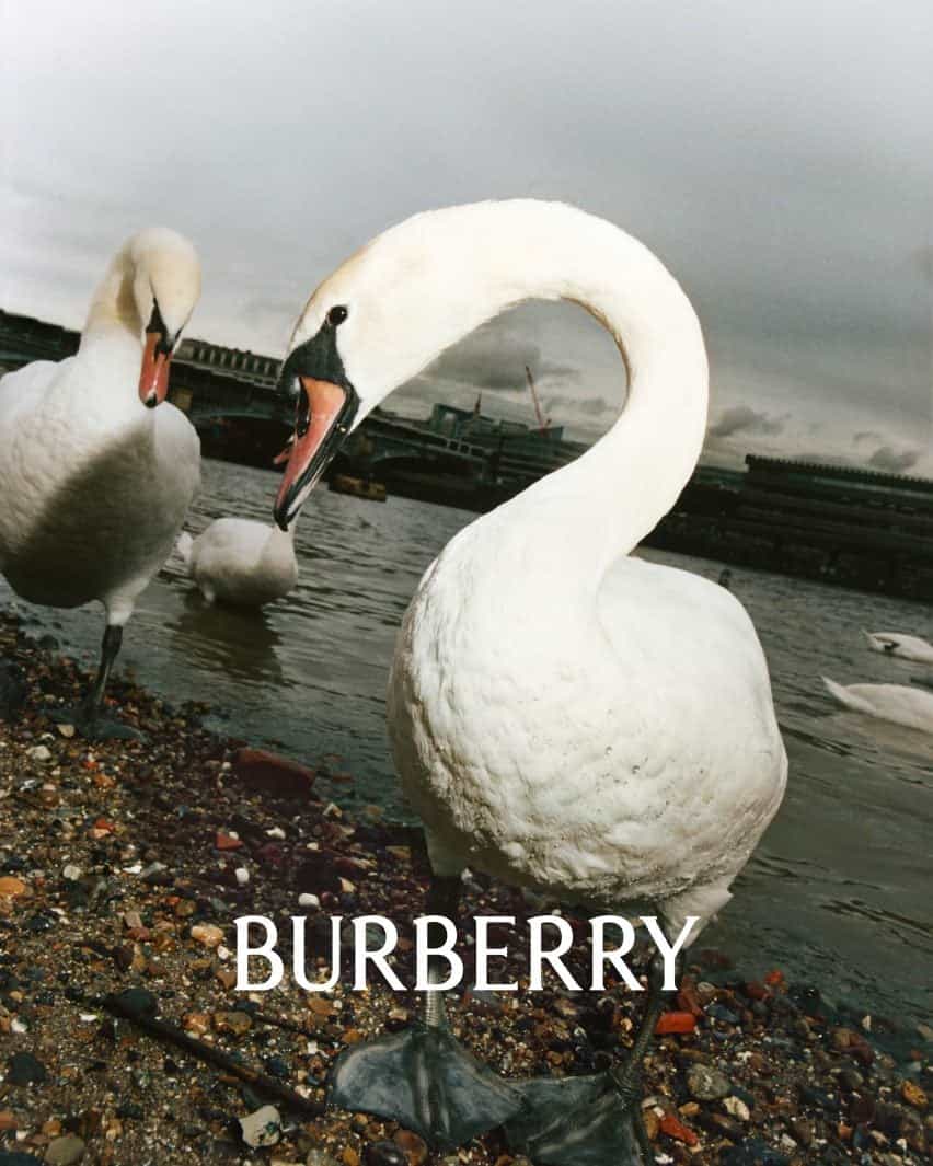 Foto de un cisne con el logotipo de Burberry