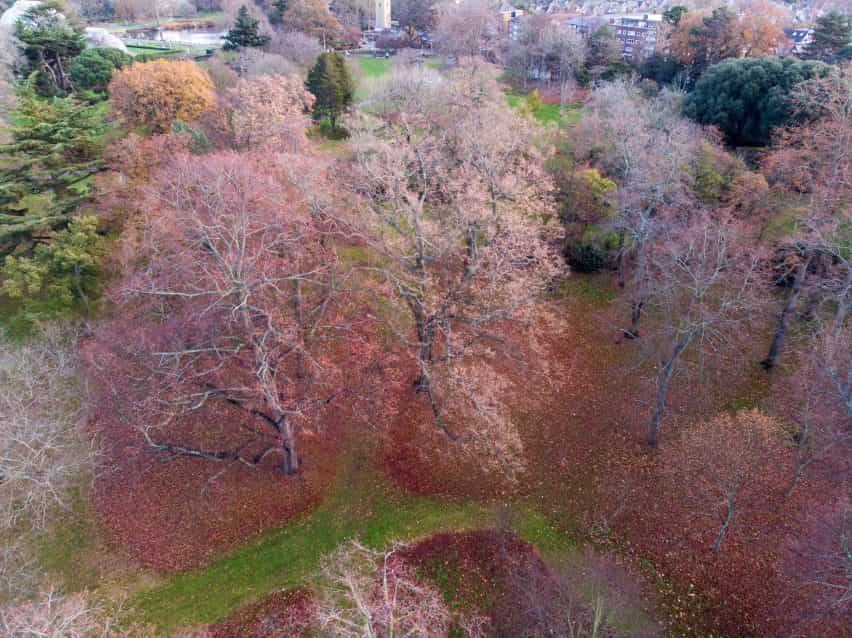 Una fotografía de los árboles de Kew en otoño