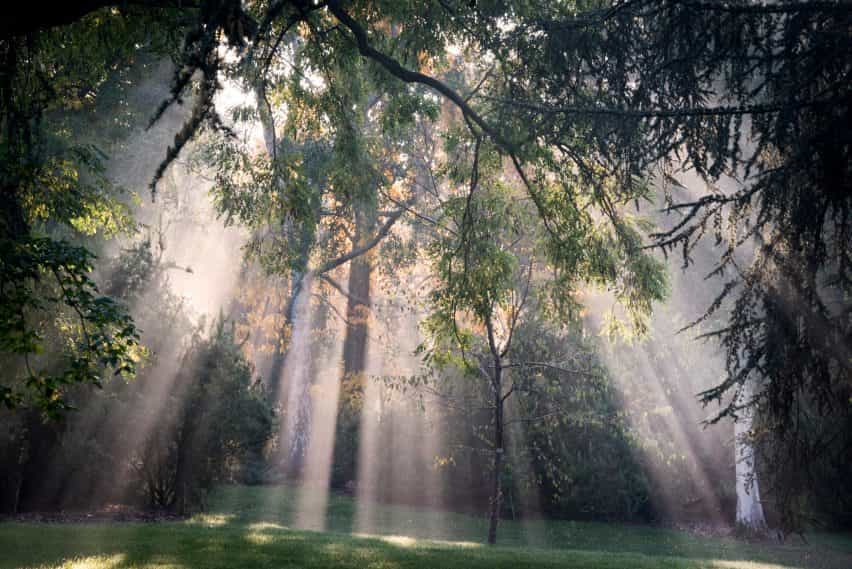 Una fotografía de los rayos de luz a través de los árboles verdes en Kew Gardens